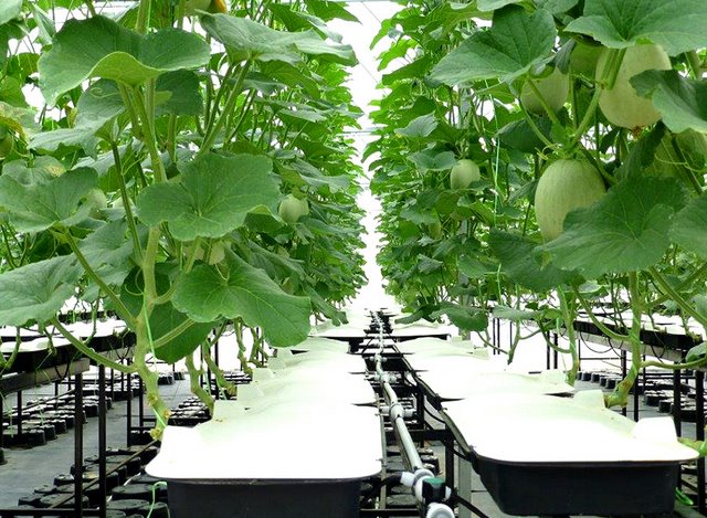 無土栽培，無土栽培技術，無土栽培設備