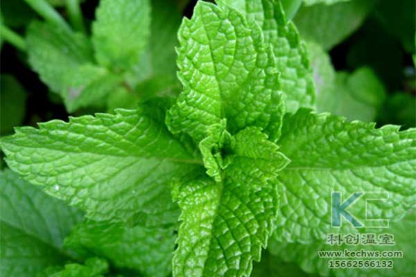 無土栽培，無土栽培技術，無土栽培設備