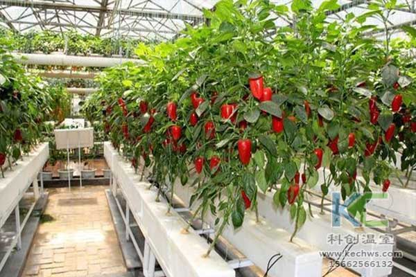 無土栽培，無土栽培技術，無土栽培設備