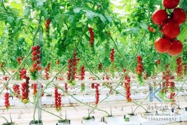 無土栽培，無土栽培技術(shù)，無土栽培設(shè)備