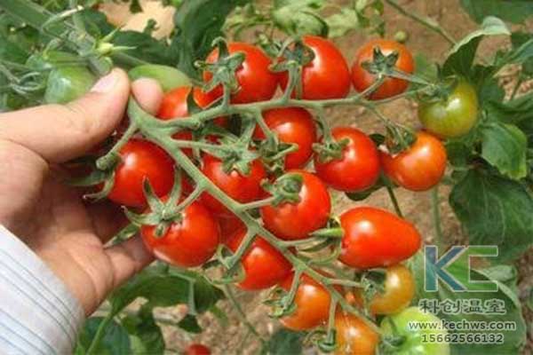 無土栽培，無土栽培技術，無土栽培設備