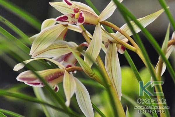 無土栽培，無土栽培技術，無土栽培設備