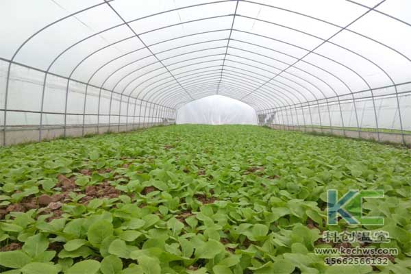 無土栽培，無土栽培技術(shù)，無土栽培設(shè)備