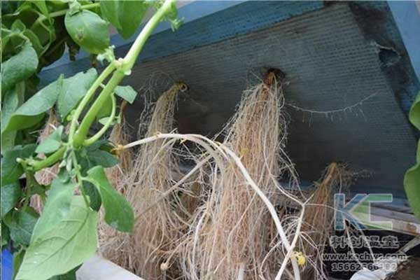 無土栽培，無土栽培技術，無土栽培設備