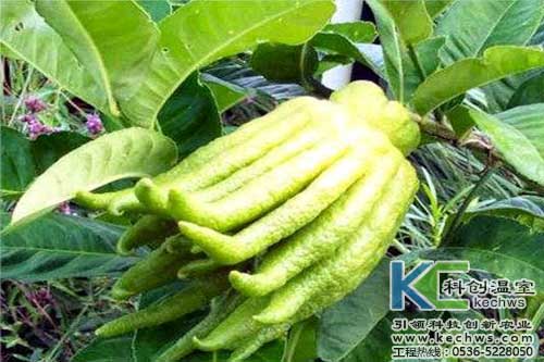 無土栽培，無土栽培技術(shù)，無土栽培設(shè)備