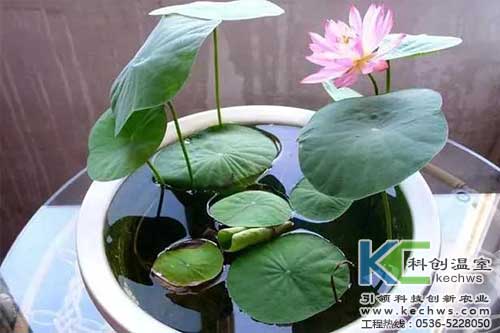 無(wú)土栽培，無(wú)土栽培技術(shù)，無(wú)土栽培設(shè)備