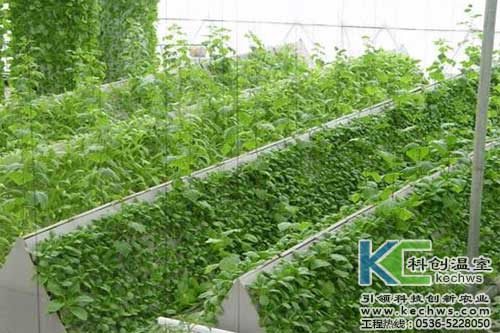 無土栽培，無土栽培技術，無土栽培設備