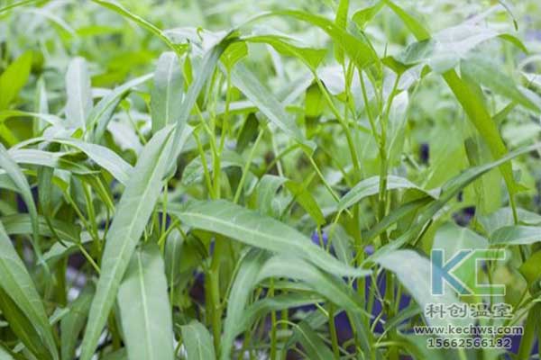 無土栽培，無土栽培技術(shù)，無土栽培設(shè)備