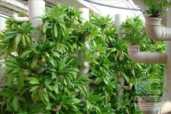 無土栽培，無土栽培技術(shù)，無土栽培設(shè)備