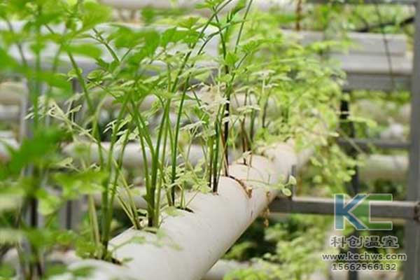 無土栽培，無土栽培技術，無土栽培設備