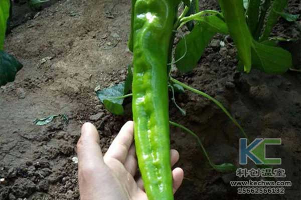 無土栽培，無土栽培基質(zhì)