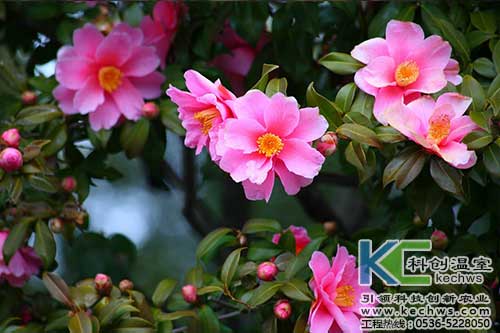 無土栽培，無土栽培技術(shù)，無土栽培設(shè)備