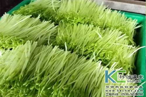 無土栽培，無土栽培技術，無土栽培設備