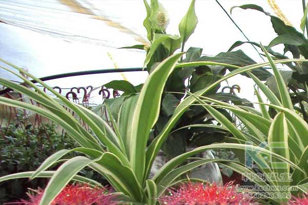 無土栽培，無土栽培技術，無土栽培設備