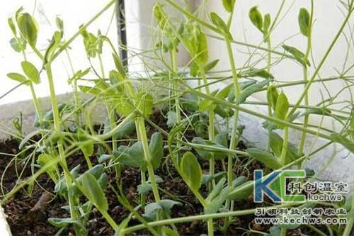 無土栽培，無土栽培技術，無土栽培設備