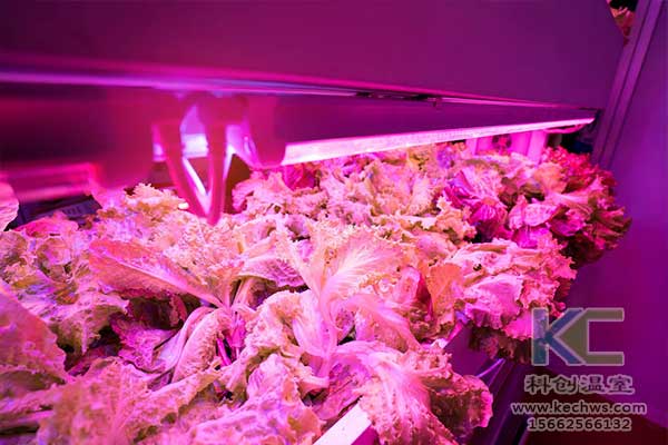 無土栽培，無土栽培技術(shù)，無土栽培設(shè)備