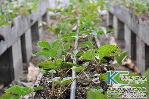 無土栽培，無土栽培技術，無土栽培設備