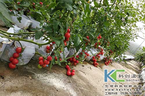 無土栽培，無土栽培技術(shù)，無土栽培設(shè)備