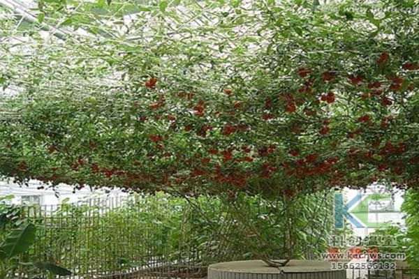 無土栽培，無土栽培技術，無土栽培設備