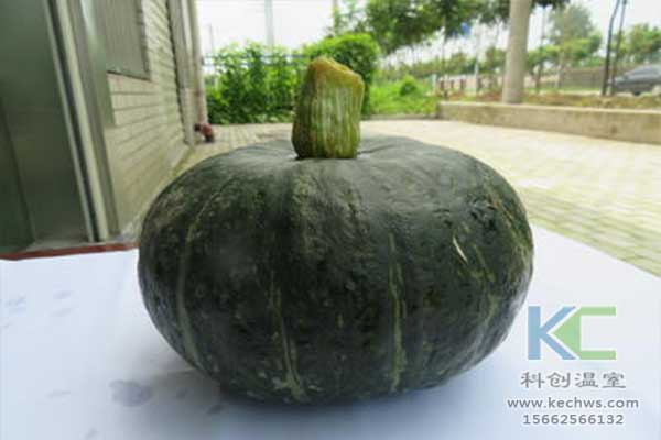 無(wú)土栽培，無(wú)土栽培技術(shù)，無(wú)土栽培設(shè)備