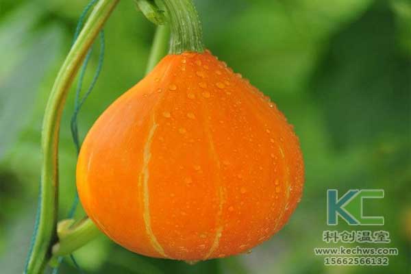 無土栽培，無土栽培技術，無土栽培設備