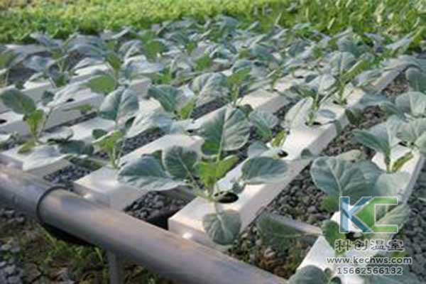 無土栽培，無土栽培技術，無土栽培設備