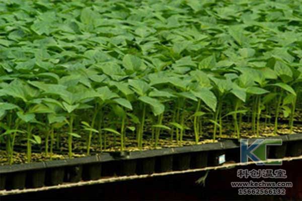 無土栽培，無土栽培技術，無土栽培設備