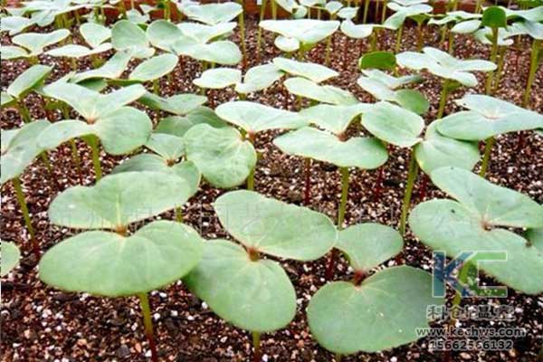 無土栽培，無土栽培技術，無土栽培設備