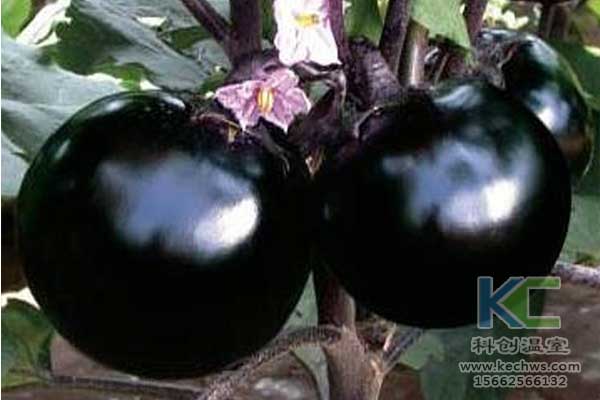 無土栽培，無土栽培技術(shù)