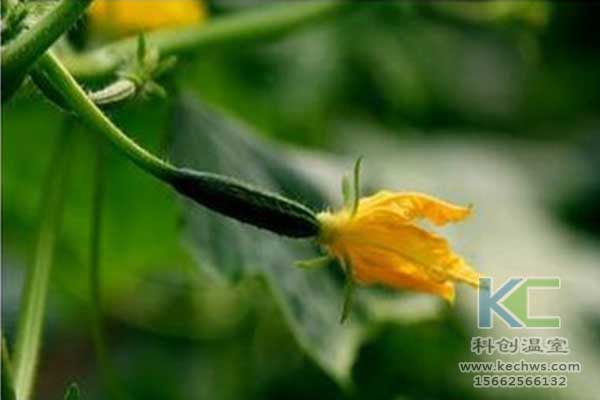 無土栽培，無土栽培技術