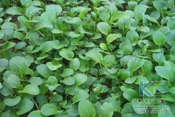 無土栽培，無土栽培技術，無土栽培設備