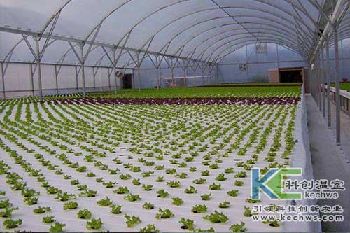 無土栽培，無土栽培技術，無土栽培設備