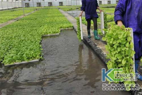 無土栽培，無土栽培技術(shù)，無土栽培設(shè)備