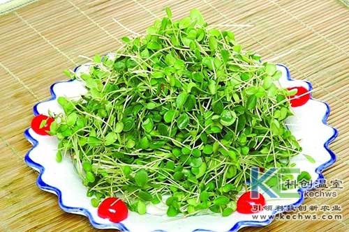 無土栽培，無土栽培技術，無土栽培設備