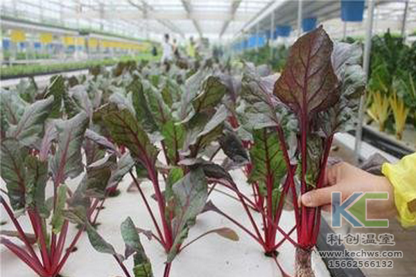 無土栽培，無土栽培技術，無土栽培設備