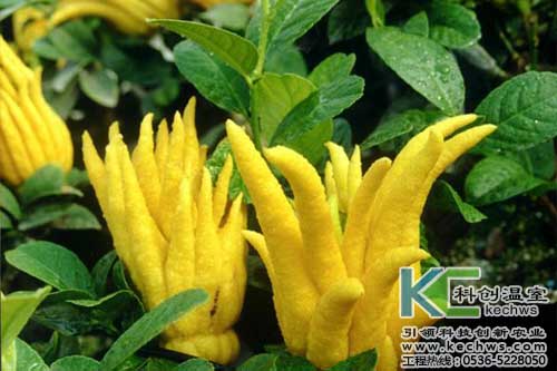 無土栽培，無土栽培技術(shù)，無土栽培設(shè)備