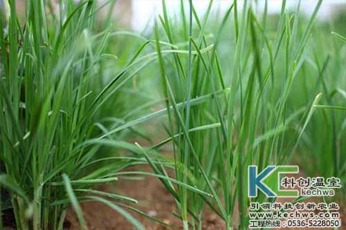 無土栽培，無土栽培技術，無土栽培設備