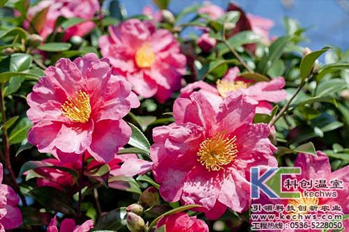 無土栽培，無土栽培技術(shù)，無土栽培設(shè)備