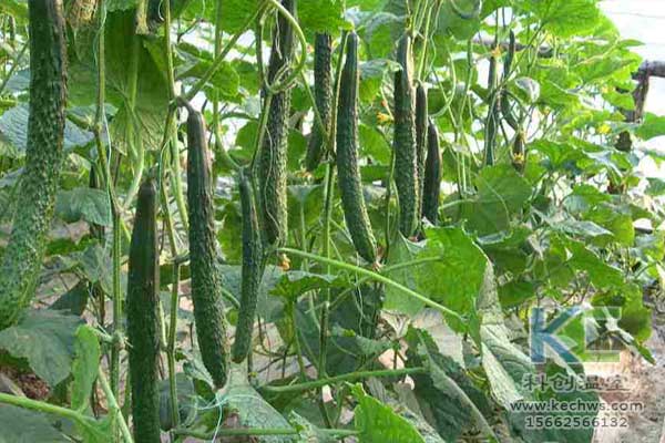 無土栽培，無土栽培技術