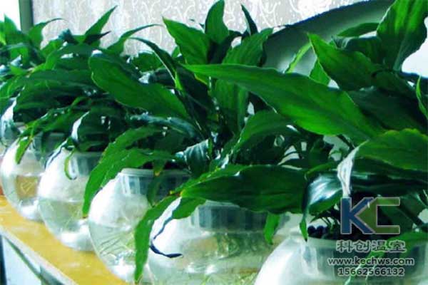 無土栽培，無土栽培技術，無土栽培設備