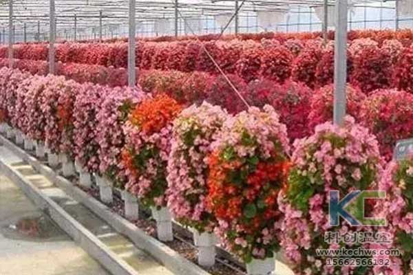 無(wú)土栽培，無(wú)土栽培技術(shù)，無(wú)土栽培設(shè)備