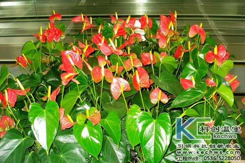 無土栽培，無土栽培技術，無土栽培設備