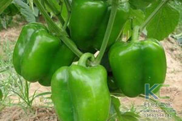 無土栽培，無土栽培技術