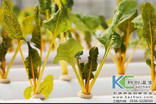 無(wú)土栽培，無(wú)土栽培技術(shù)，無(wú)土栽培設(shè)備