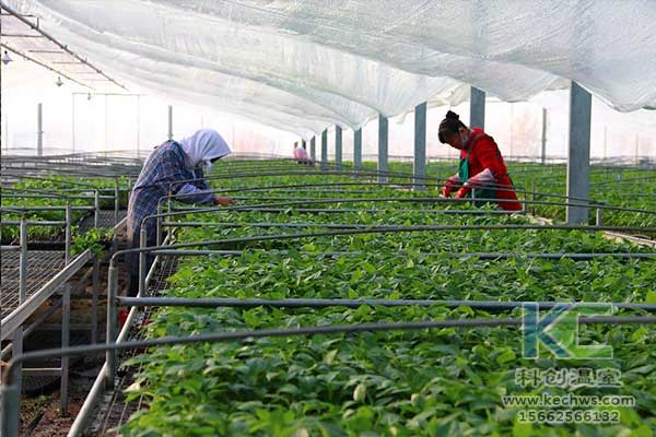 無土栽培，無土栽培技術(shù)，無土栽培設(shè)備