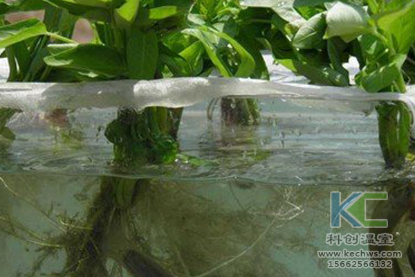 魚菜共生系統(tǒng)，無土栽培技術(shù)，無土栽培，溫室大棚