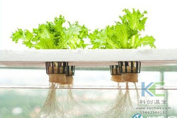 魚菜共生系統(tǒng)，無土栽培技術(shù)，無土栽培，溫室大棚