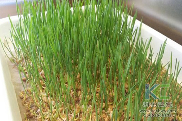 無土栽培技術，無土栽培設備，無土栽培，溫室大棚