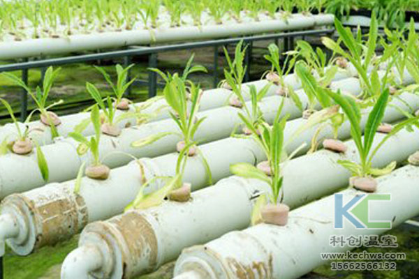 無土栽培技術，魚菜共生系統，無土栽培，溫室大棚