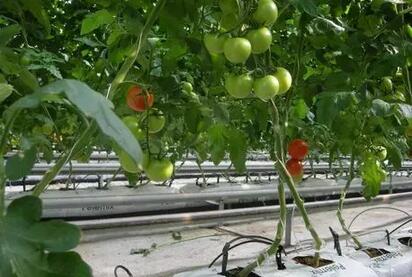 無土栽培，無土栽培技術(shù)，無土栽培設(shè)備